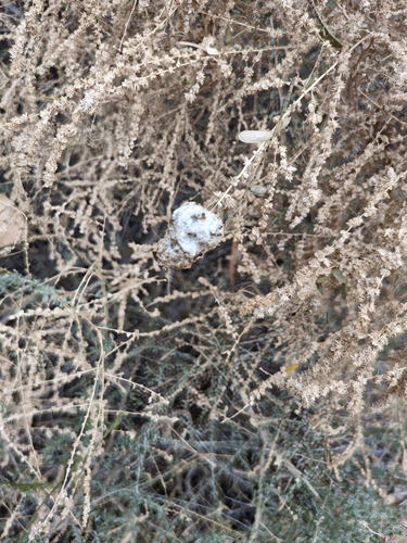 Unknown species found near Flowing Wells, Tucson, AZ, USA