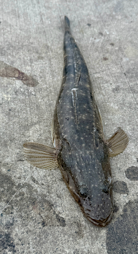 Black flathead (Platycephalus fuscus) — Platycephalidae — 2