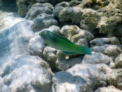 Halichoeres chloropterus
