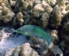Halichoeres chloropterus