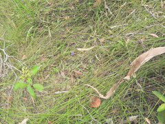 Burmannia disticha, photograph (c) Scott W. Gavins, some rights reserved (CC BY)