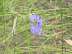 Burmannia disticha, photograph (c) Scott W. Gavins, some rights reserved (CC BY)