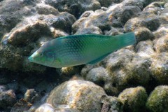 Halichoeres chloropterus