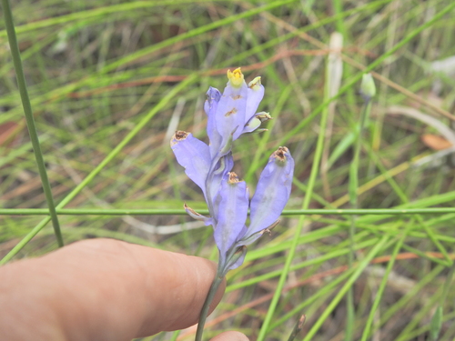 Burmannia disticha, photograph 4