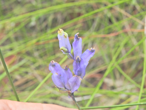 Burmannia disticha, photograph 5