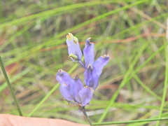 Burmannia disticha, photograph (c) Scott W. Gavins, some rights reserved (CC BY)