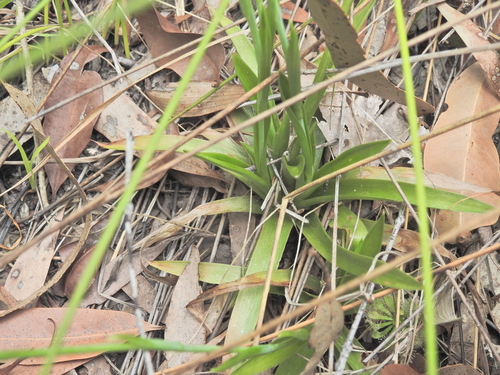 Burmannia disticha, photograph 6