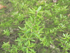 Pultenaea myrtoides, photograph Scott W. Gavins, CC BY, iNaturalist via GBIF