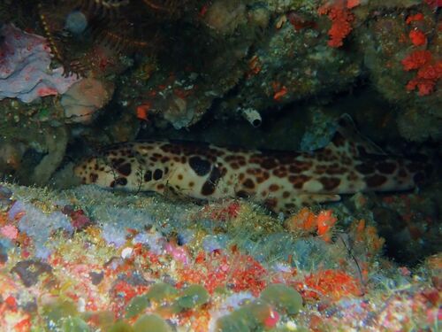 Hemiscyllium freycineti