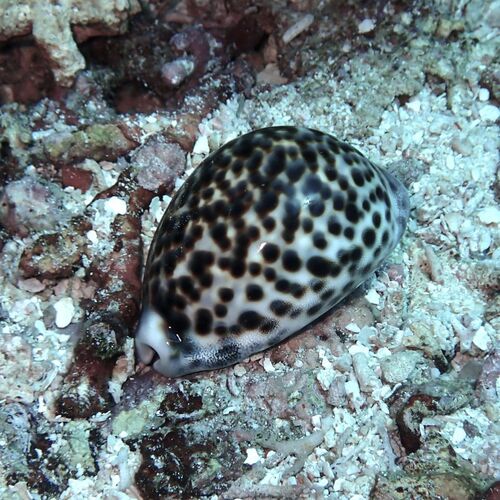 Cypraea tigris