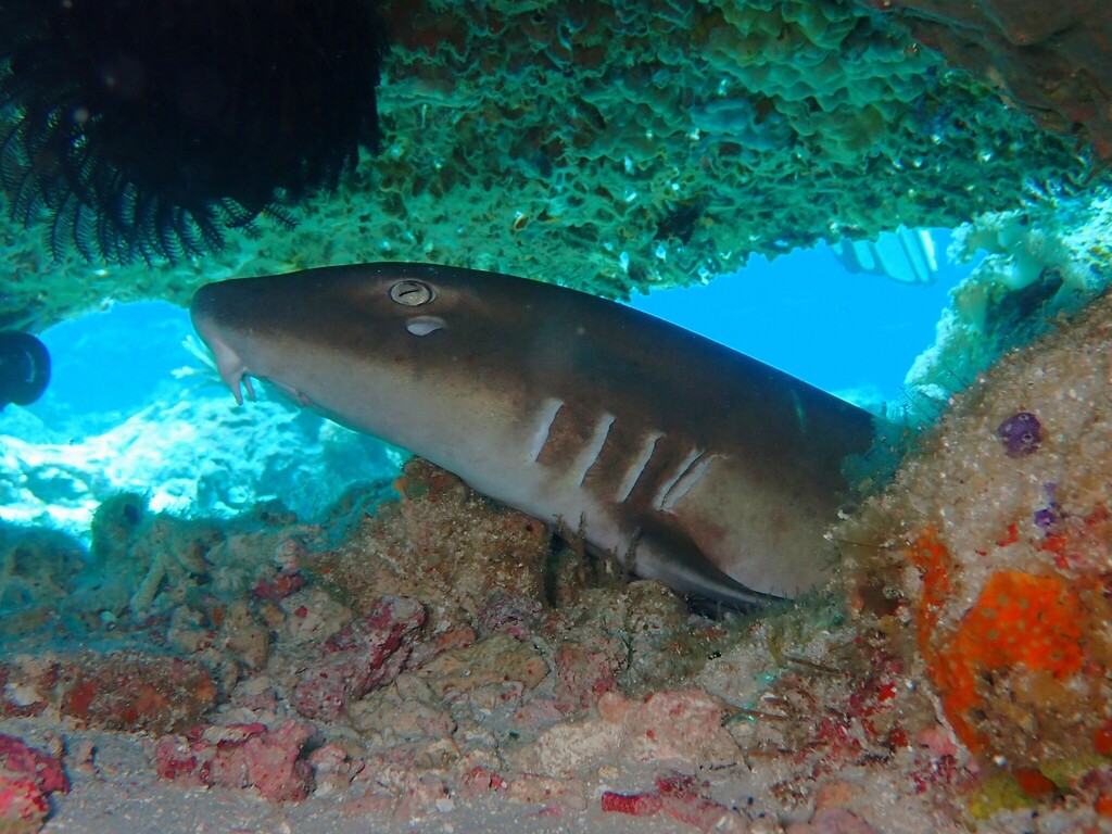 Brown spotted cat shark (Chiloscyllium punctatum) — Hemiscylliidae