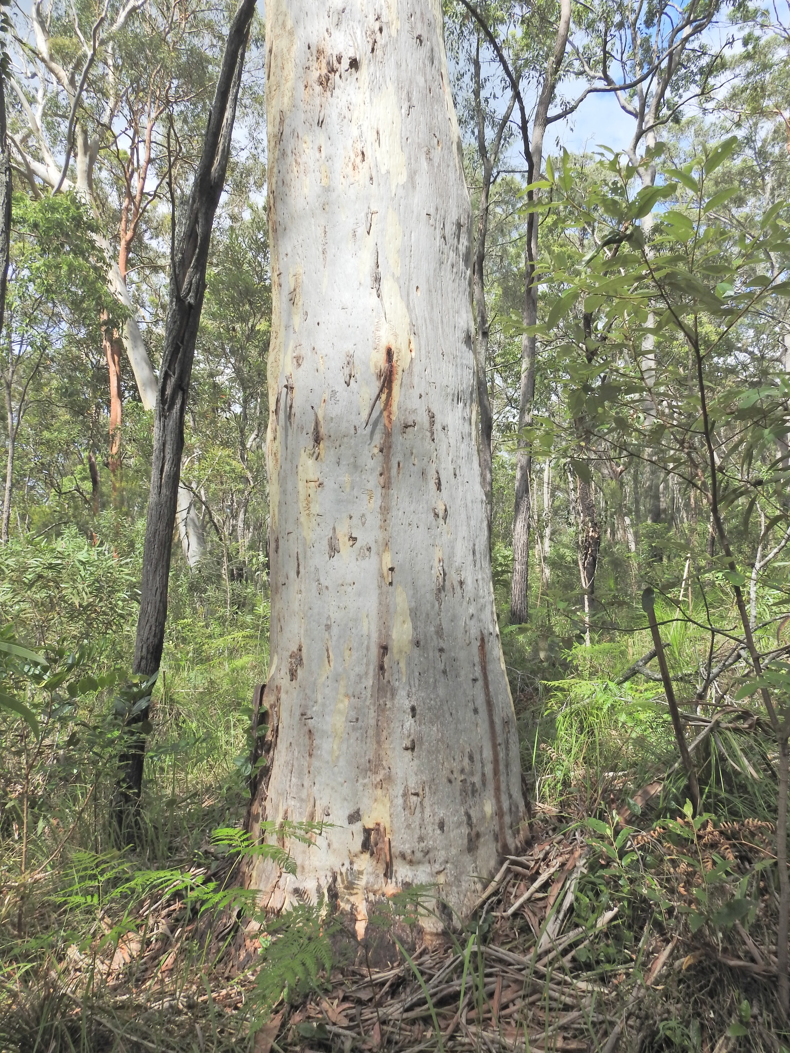 Narrow-Leaved Scribbly Gum (Eucalyptus racemosa)