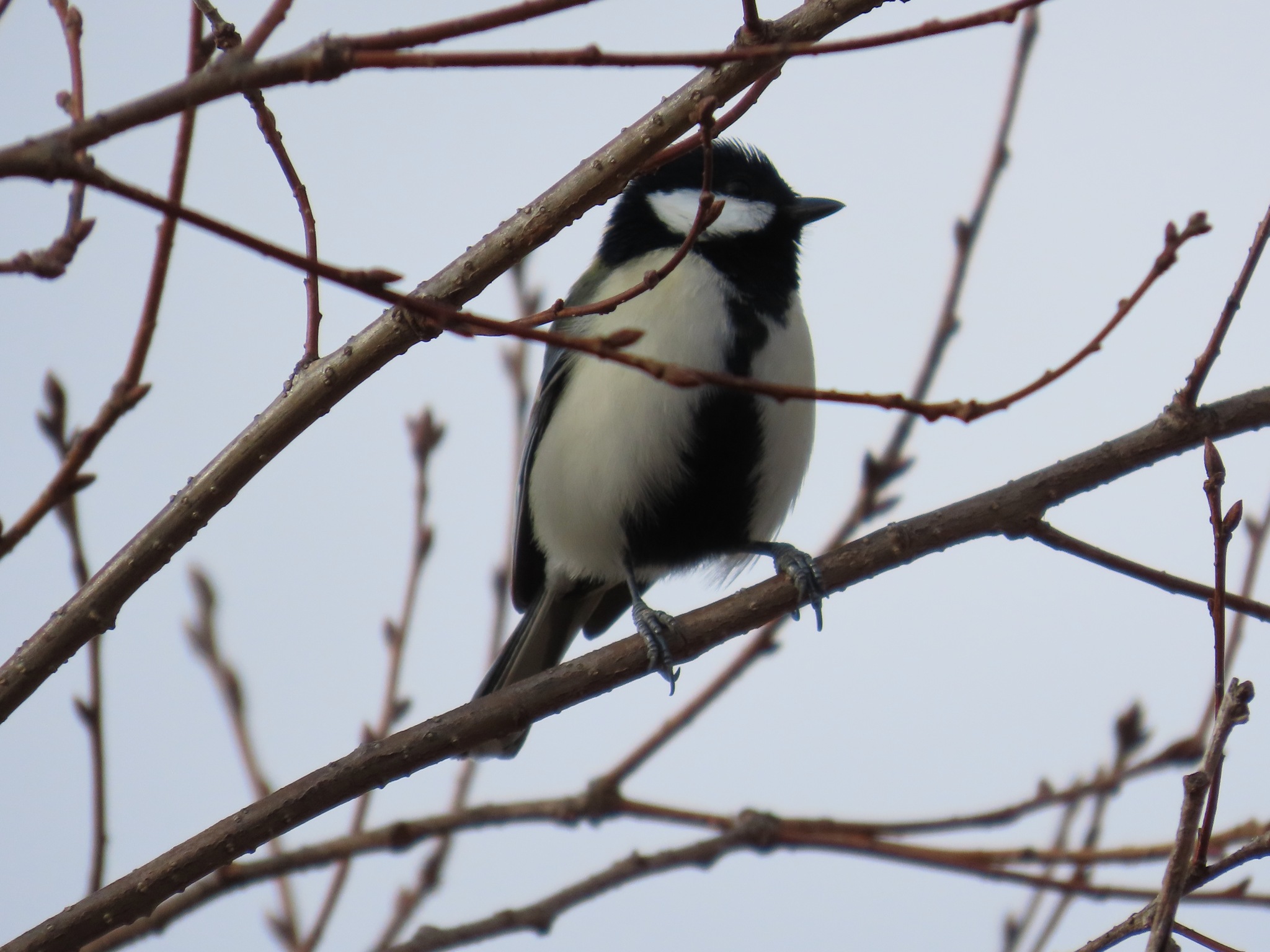 Cinereous Tit (Parus cinereus), photo 10
