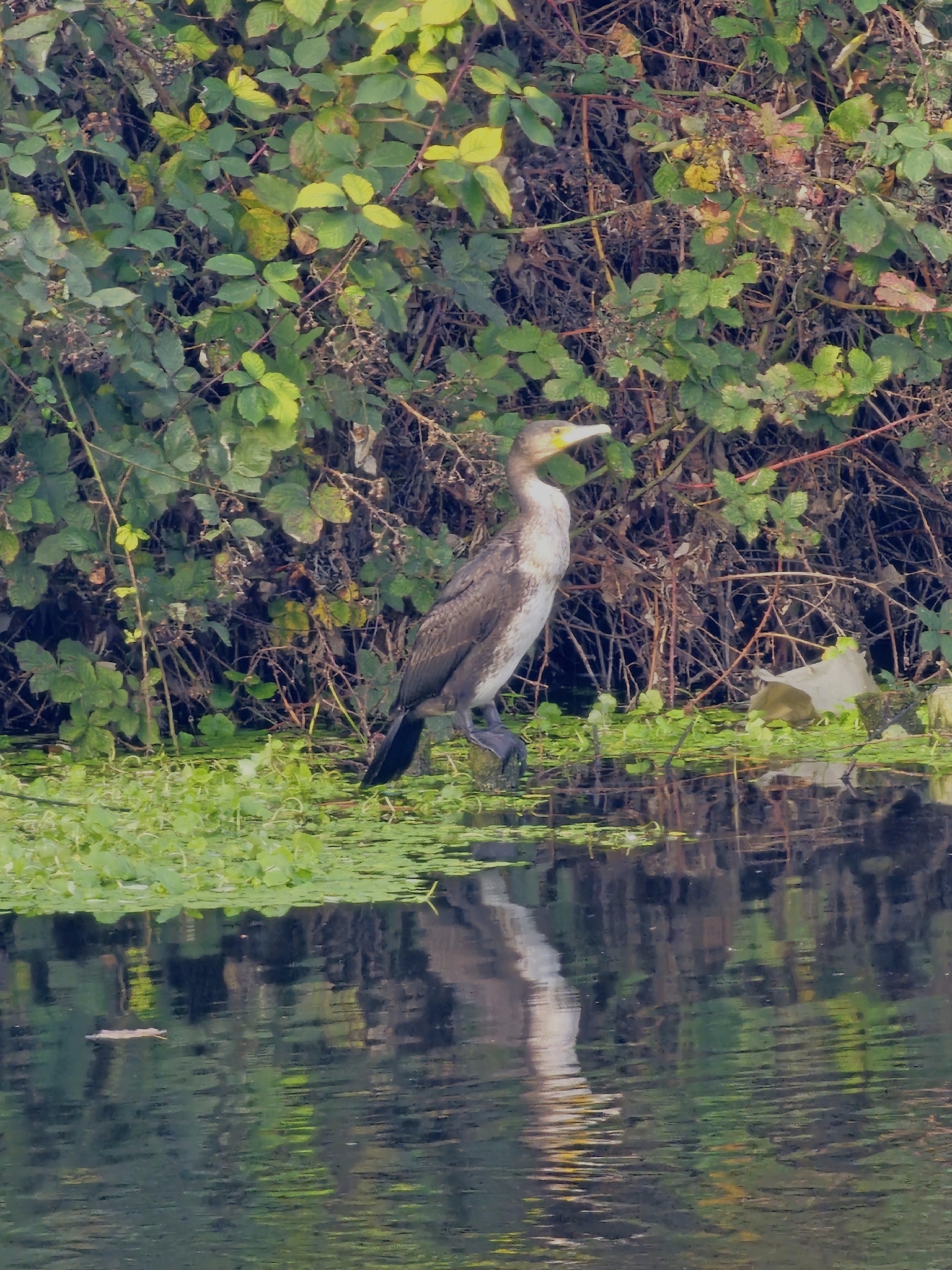 Great Cormorant
