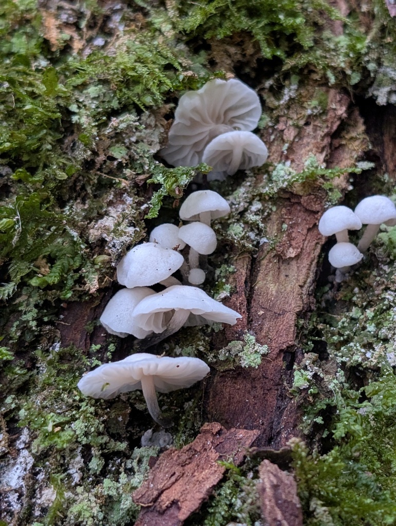 Marasmiellus candidus · January 2026 · photo: © frondsinhighplaces (iNaturalist, cc-by)