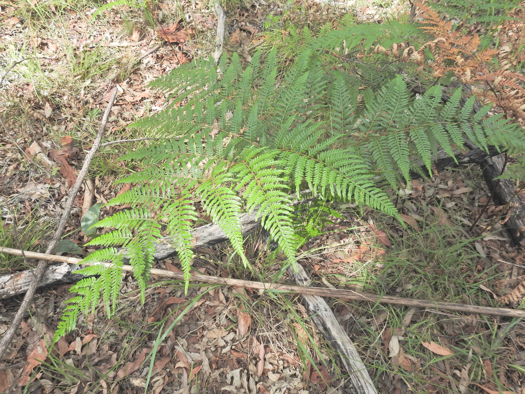 Bracken fern