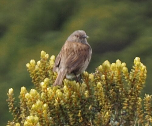 Dunnock (Prunella modularis), photo 6