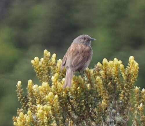Dunnock (Prunella modularis), photo 7