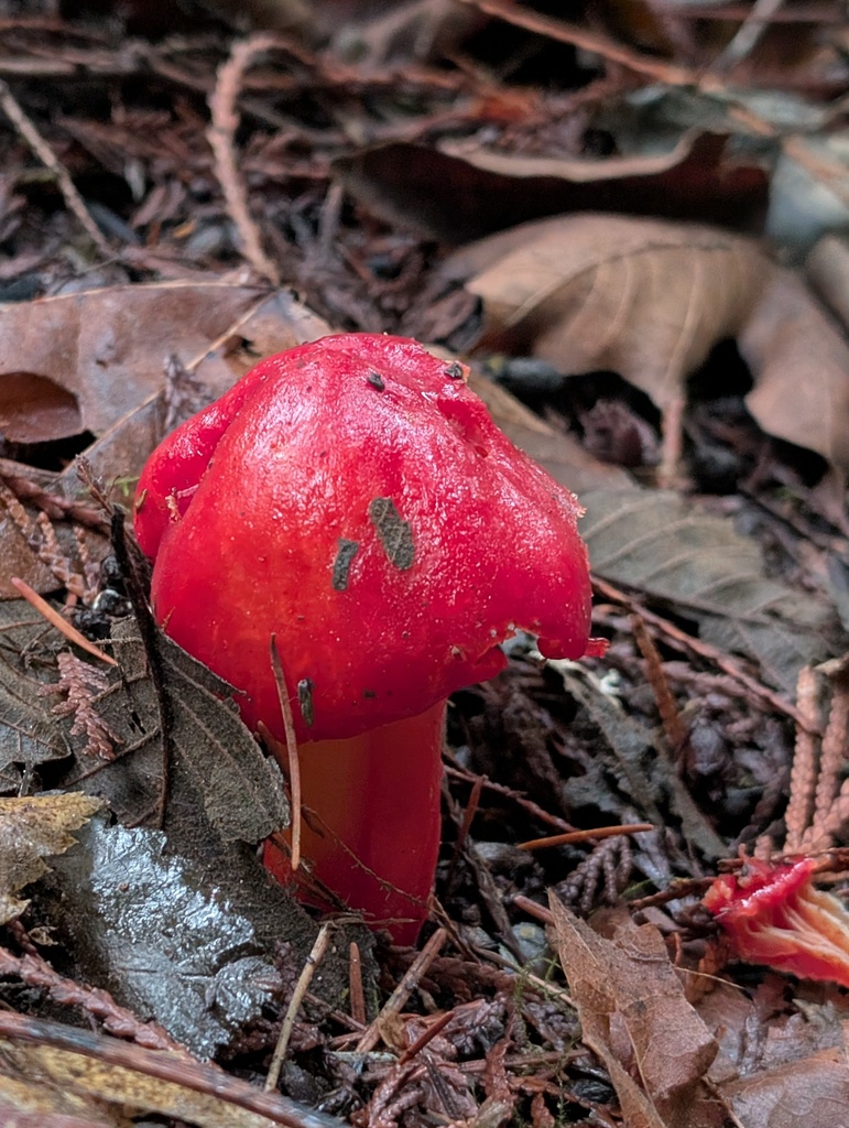 Hygrocybe laetissima · January 2026 · photo: © frondsinhighplaces (iNaturalist, cc-by)