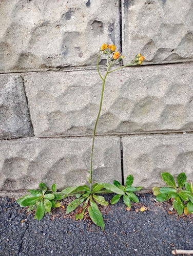 Orange hawkweed