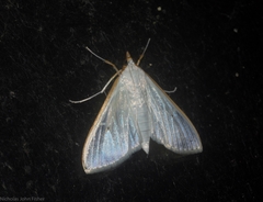 Palpita margaritacea