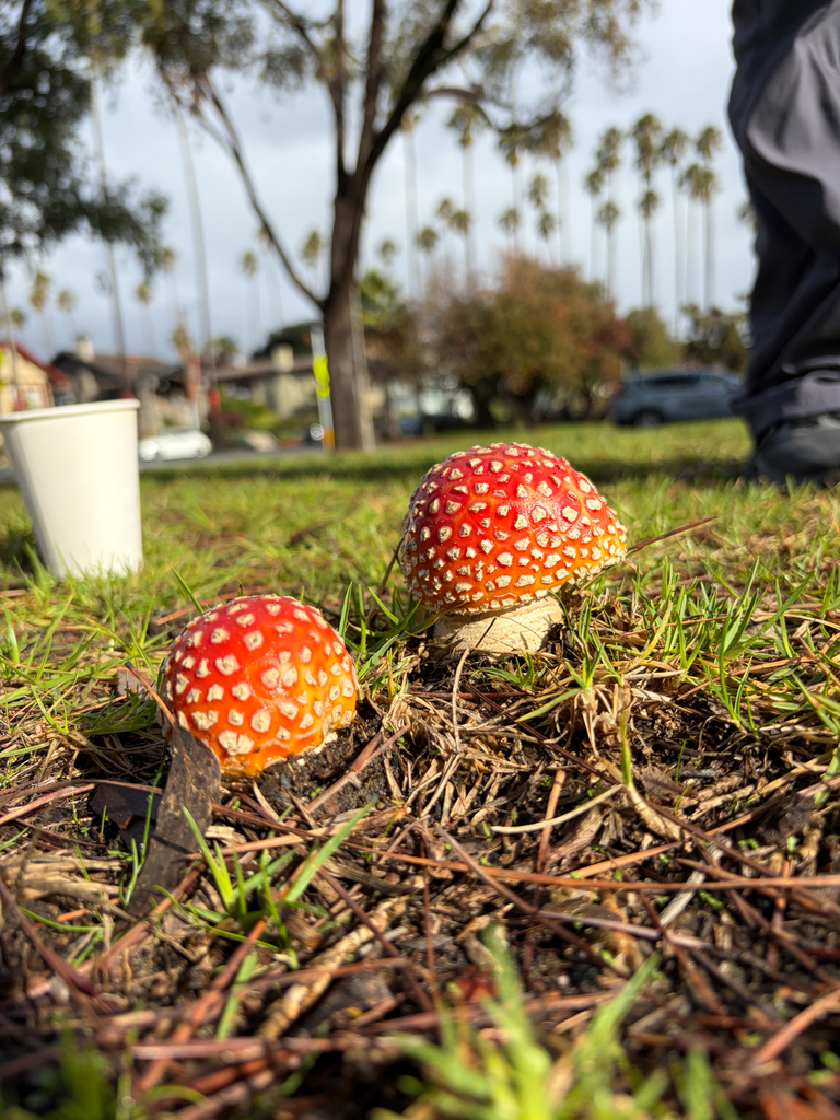 Amanita muscaria flavivolvata · January 2026 · photo: © algaeglow (iNaturalist, cc0)