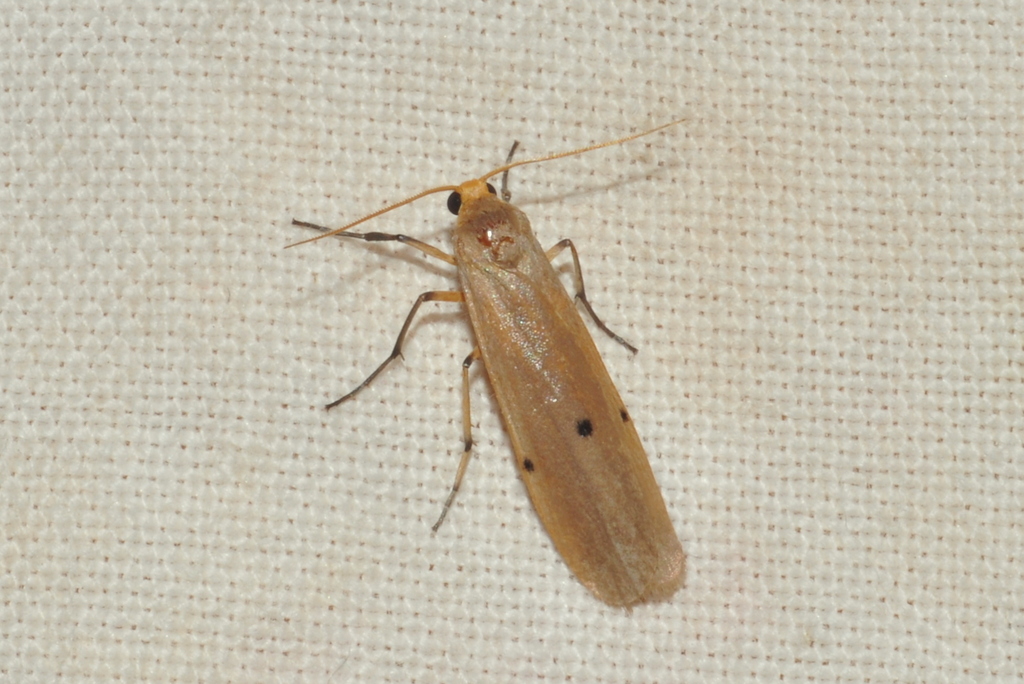 Eilema distigmata