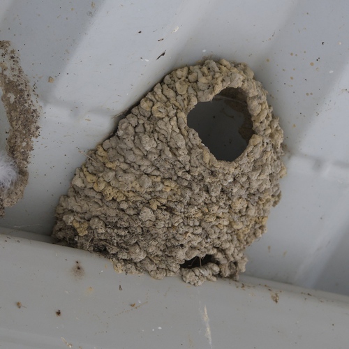 American Cliff Swallow (Petrochelidon pyrrhonota), photo 2