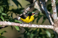 Dacnis flaviventer