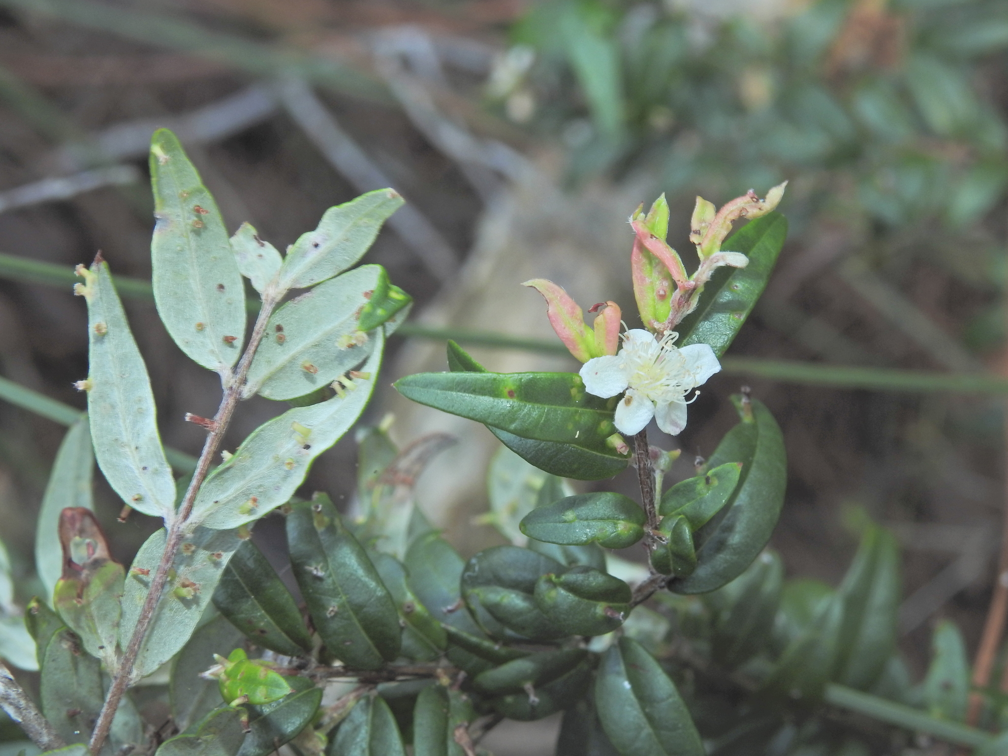 Photo by Scott W. Gavins via iNaturalist (Copyright Scott W. Gavins)