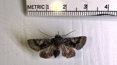 Behrensia conchiformis