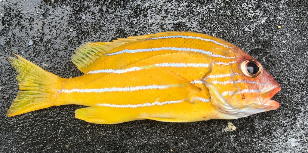 Blue-banded sea-perch (Lutjanus quinquelineatus) — Lutjanidae