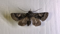 Behrensia conchiformis