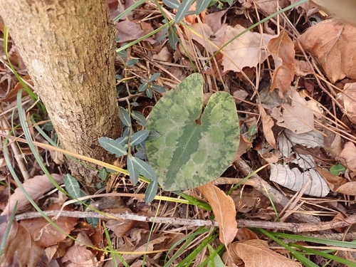 Asarum savatieri iNat (1)