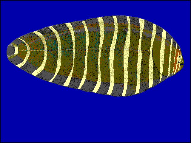 Aesopia