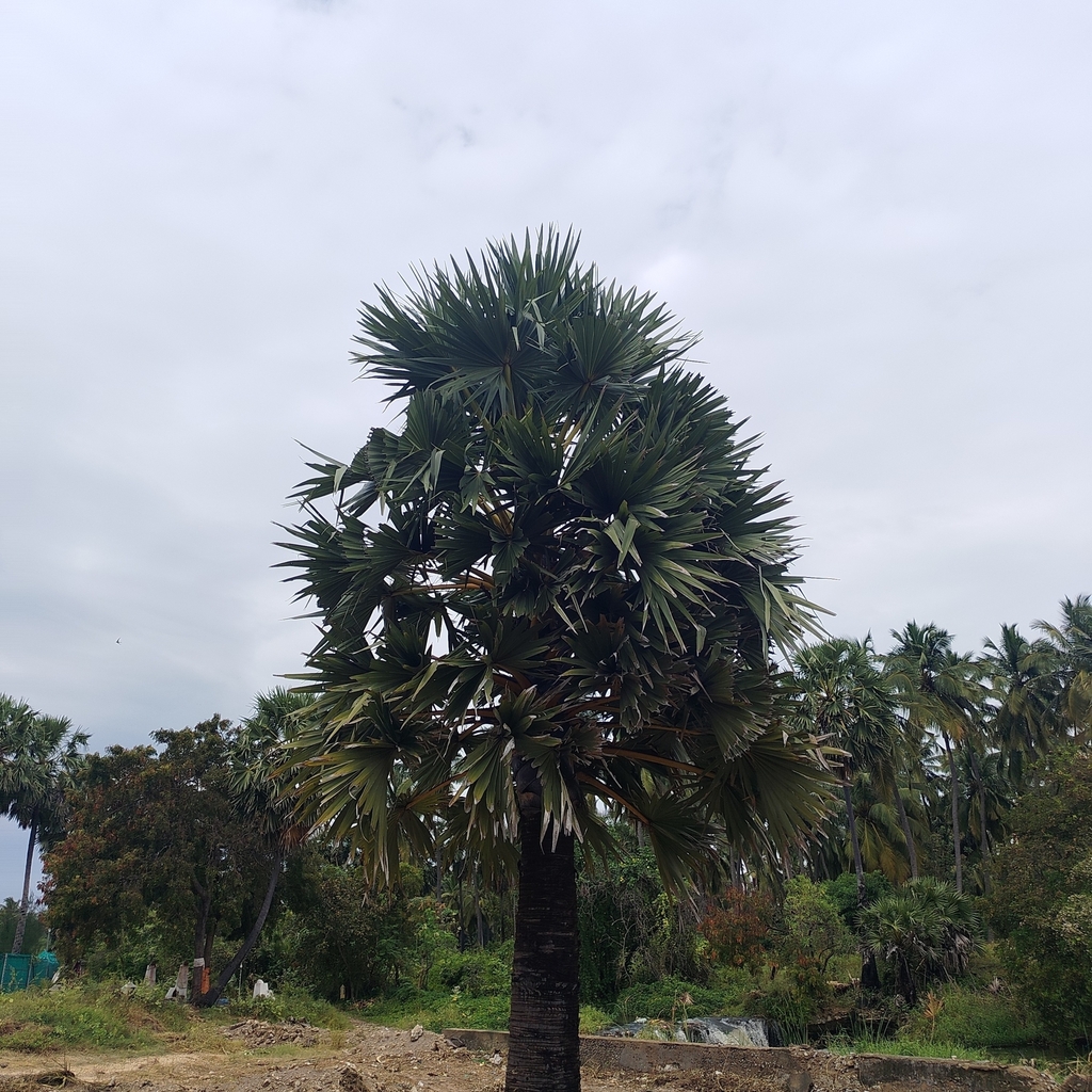 Thốt nốt – Borassus flabellifer