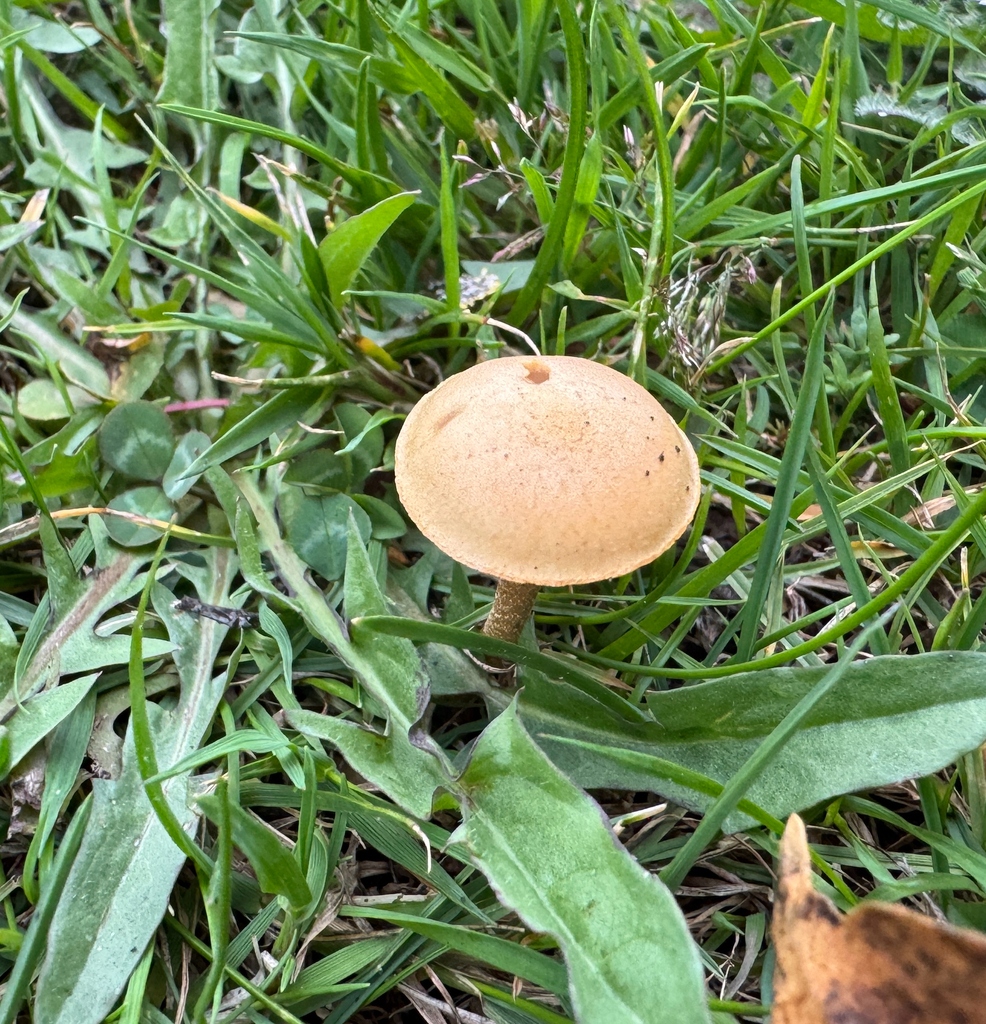 Agrocybe pediades · January 2026 · photo: © frankashwood (iNaturalist, cc-by)