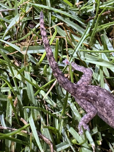 Hemidactylus frenatus observed 2026-01-01