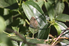 Catopyrops florinda