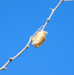 Pseudovates arizonae