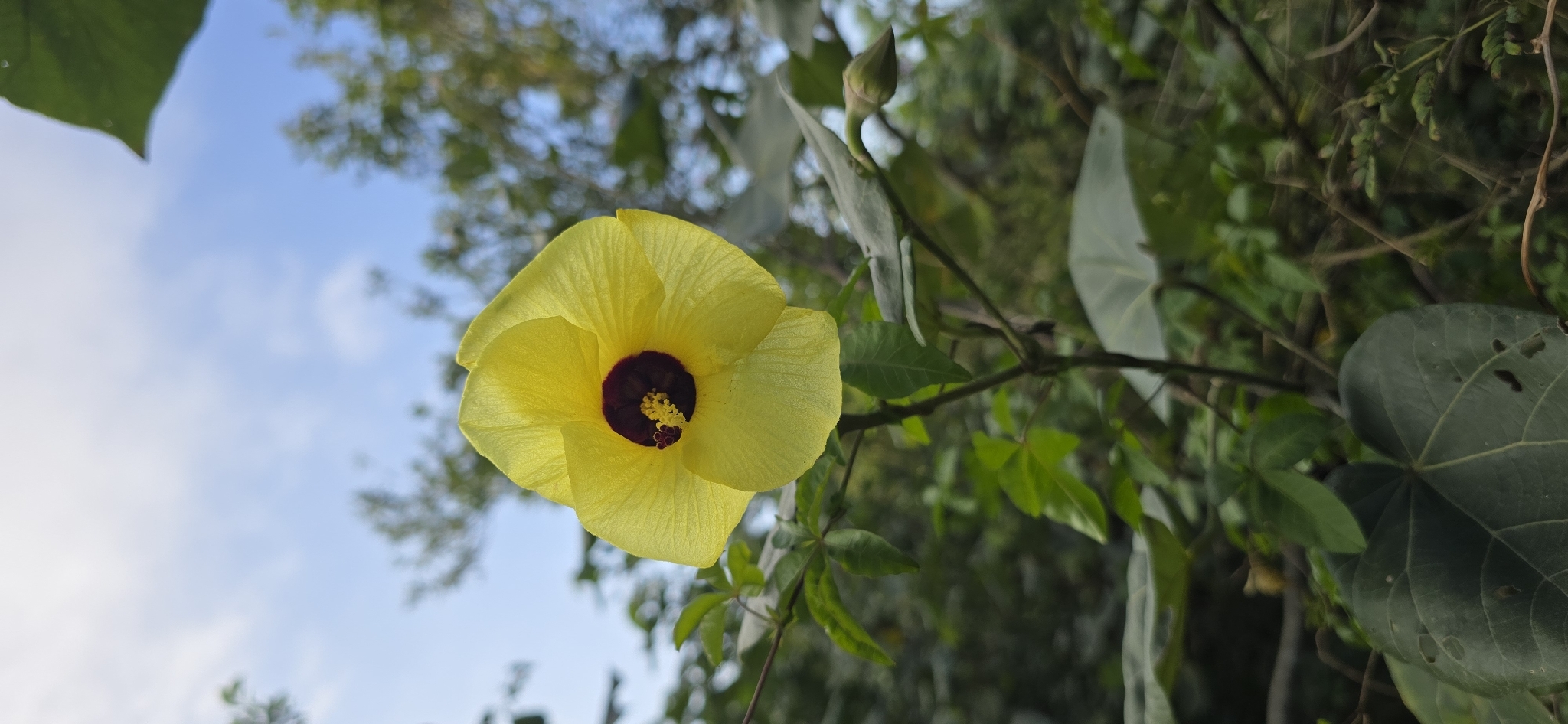 Talipariti tiliaceum