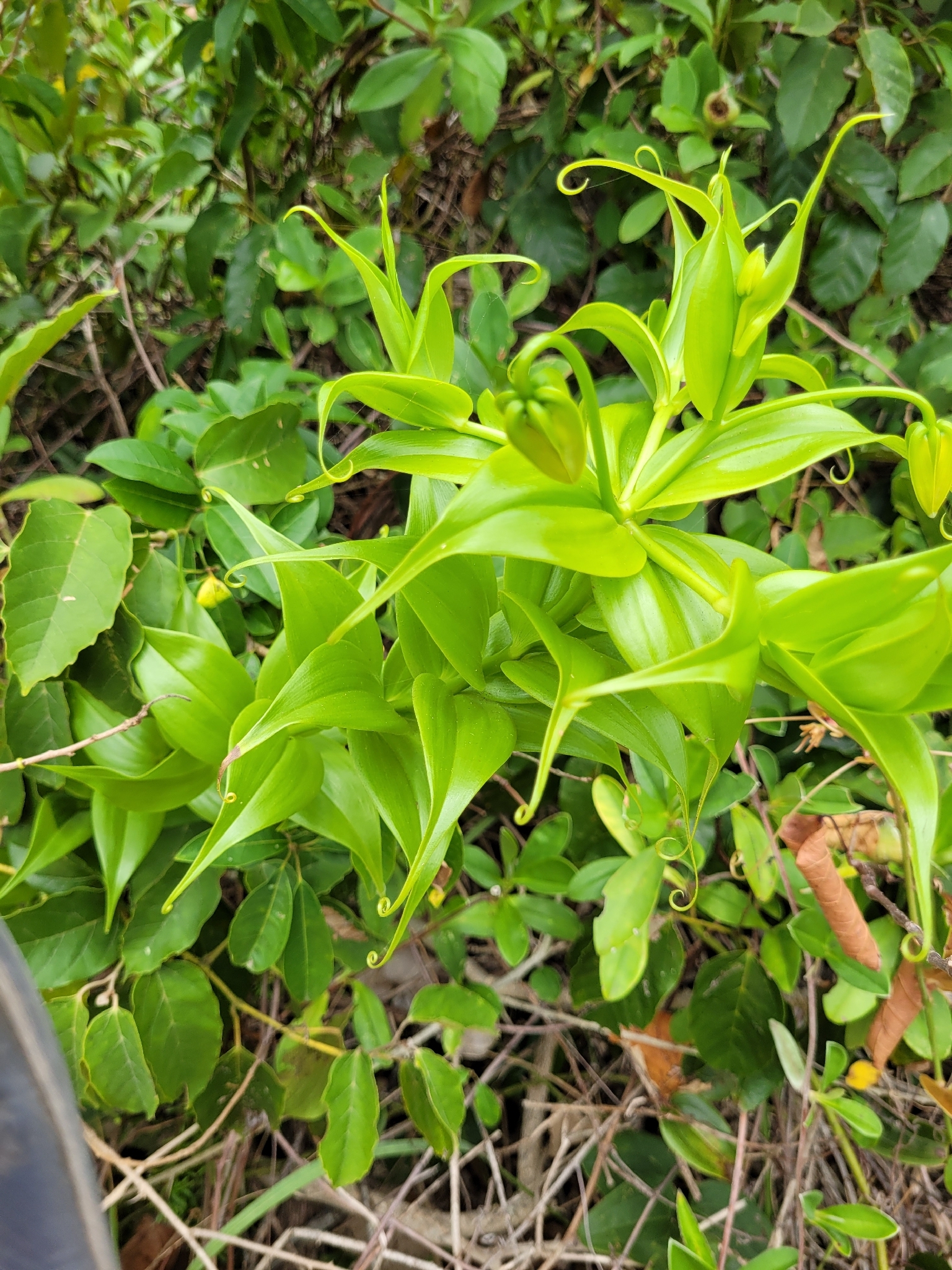 Imagem de Gloriosa