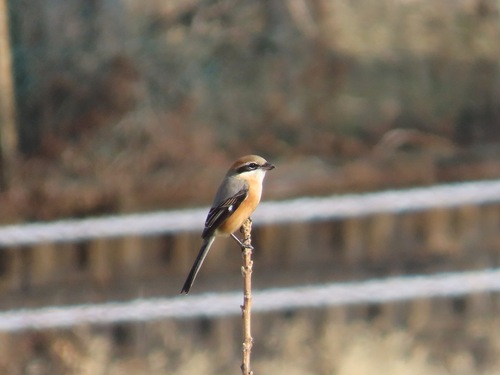 Bull-headed Shrike (Lanius bucephalus), photo 2