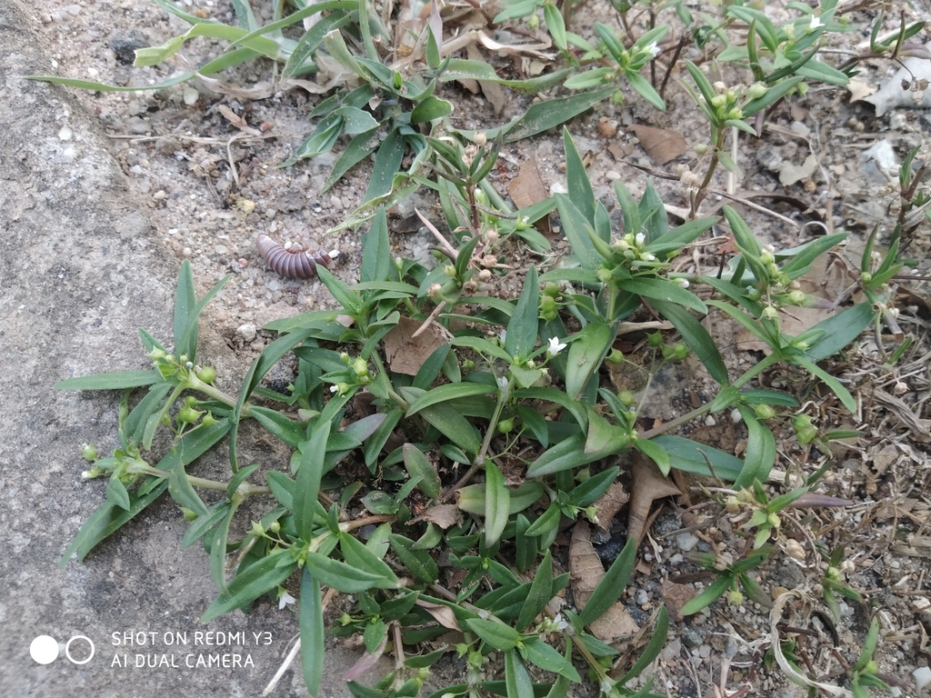 Old World Diamond Flower from 695551, India on January 28, 2020 at 05