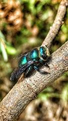Xylocopa bombylans