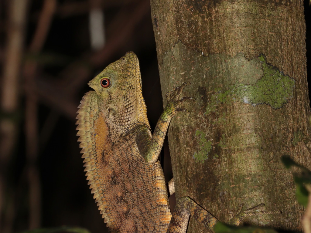 Abbott’s Anglehead Lizard