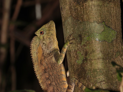 Abbott’s Anglehead Lizard