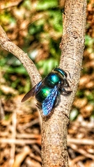 Xylocopa bombylans