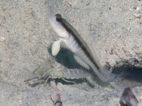 Blackline shrimpgoby (Myersina nigrivirgata) — Gobiidae — 5