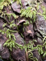 Micromphale arbuticola